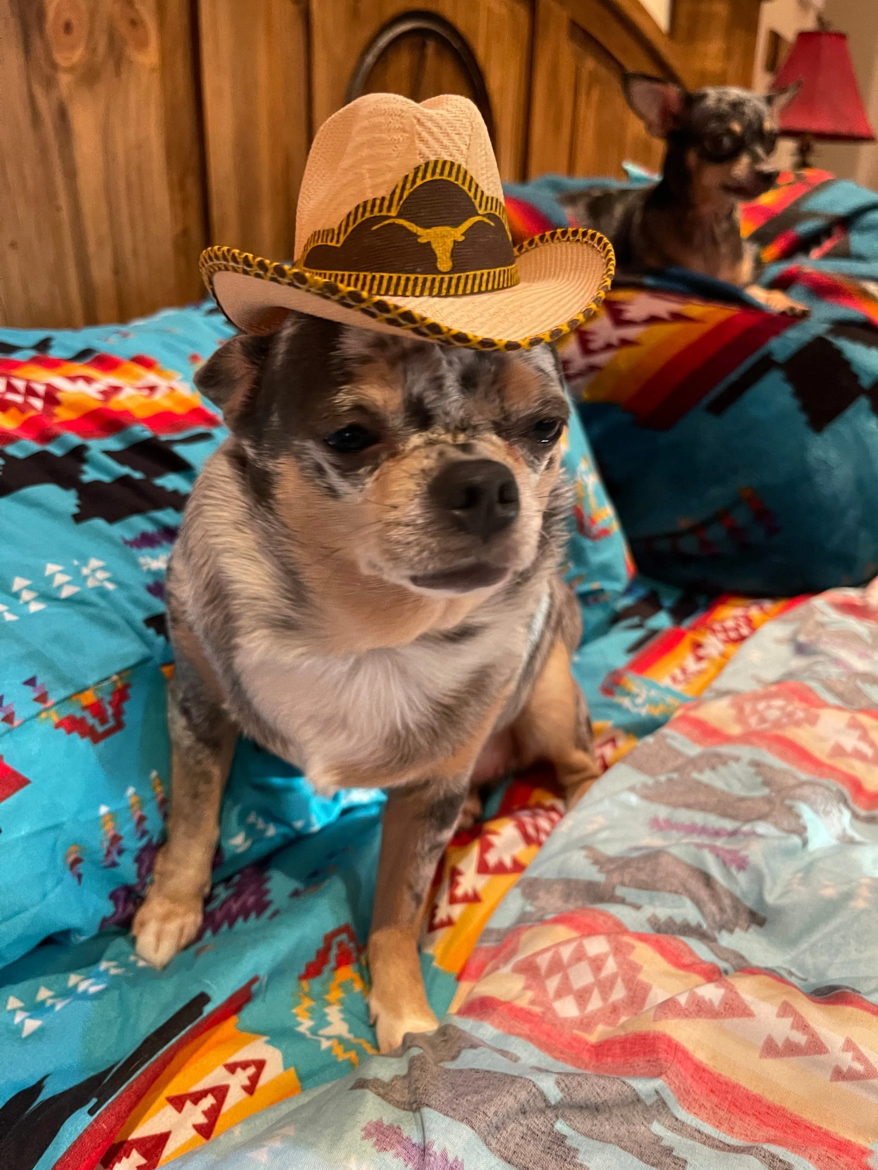 Pet cowboy hat   Dog or cat