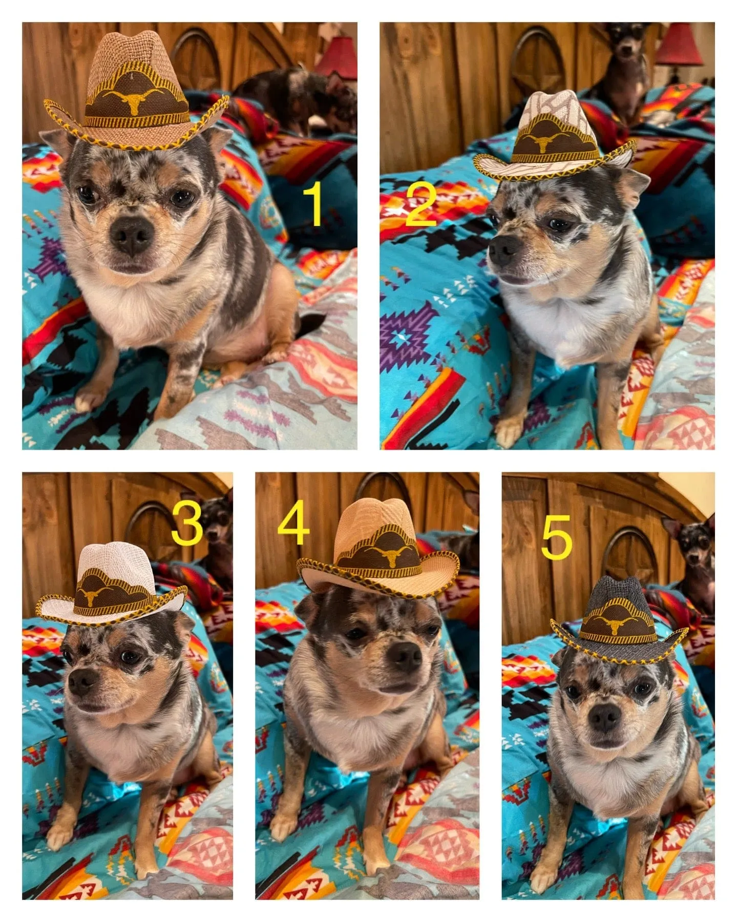 Pet cowboy hat   Dog or cat