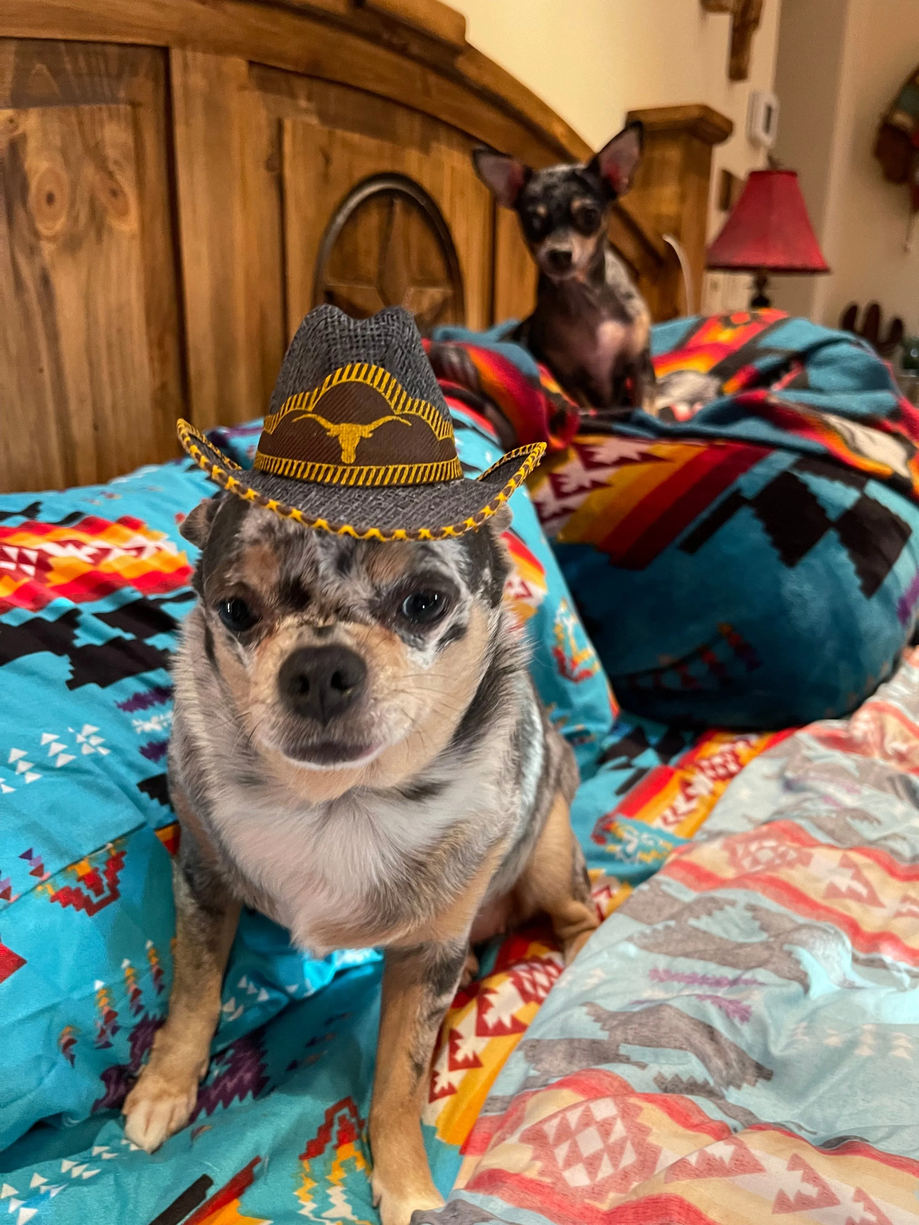 Pet cowboy hat   Dog or cat