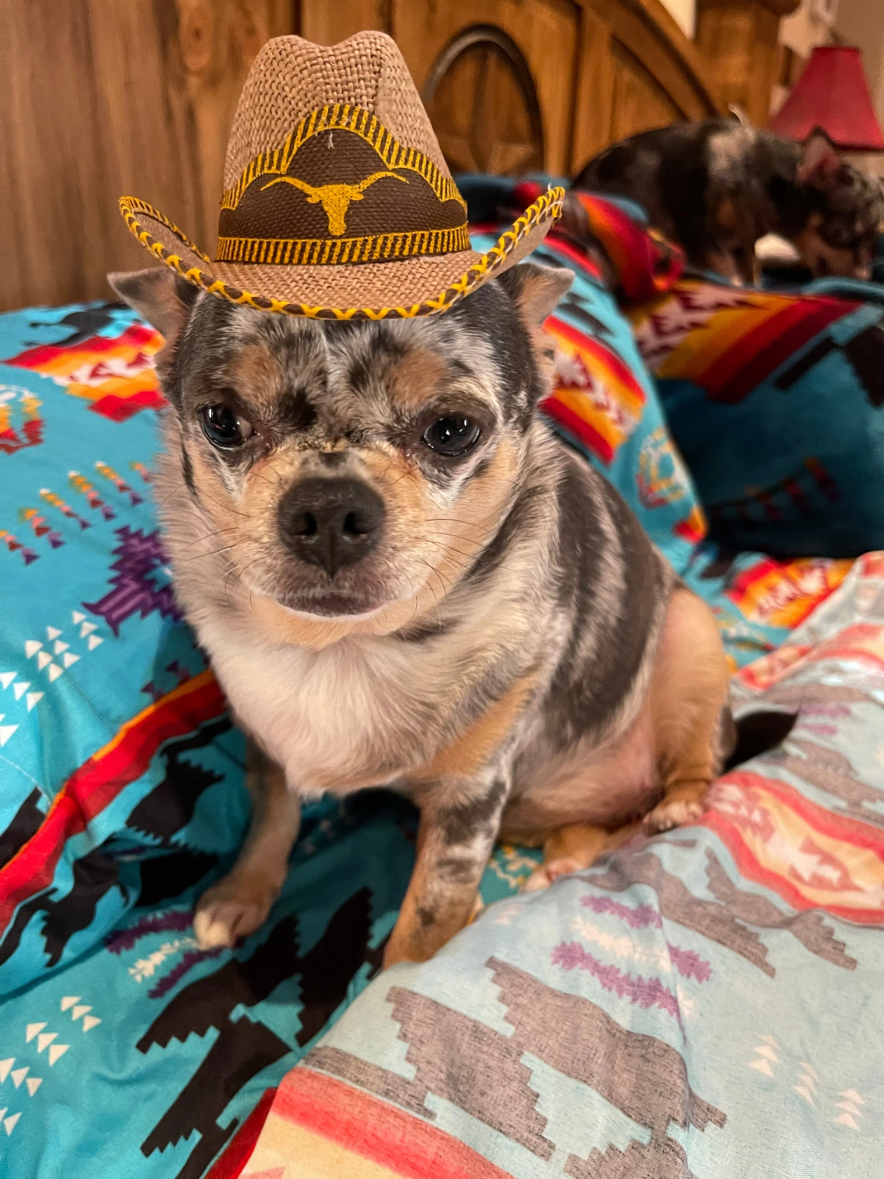 Pet cowboy hat   Dog or cat